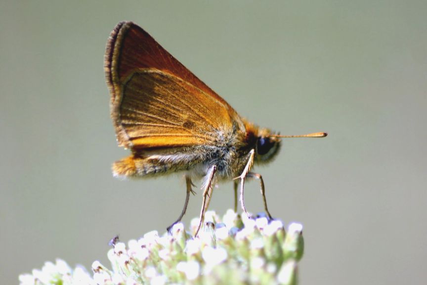 ochlodes sp?